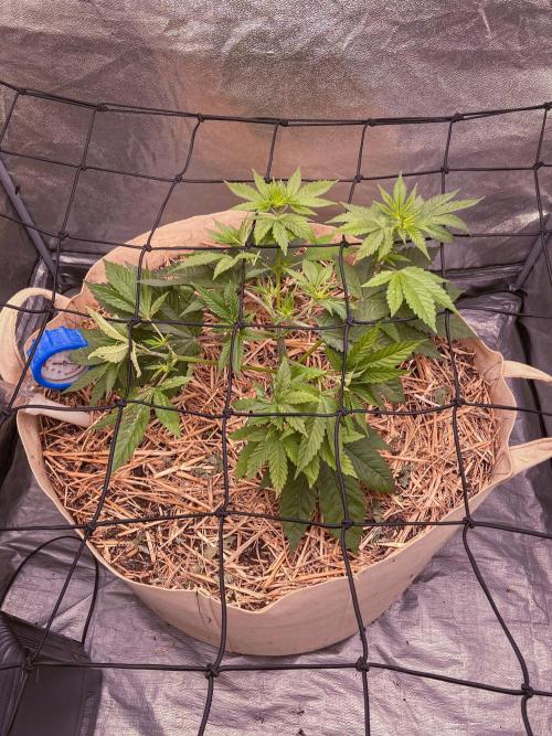 Fruity Durban | Living Soil Test. Week 4