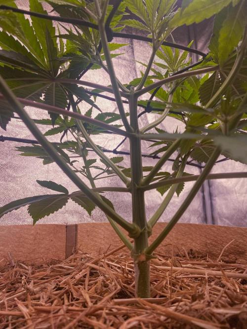 Fruity Durban | Living Soil Test. Week 4