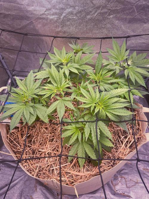 Fruity Durban | Living Soil Test. Week 4
