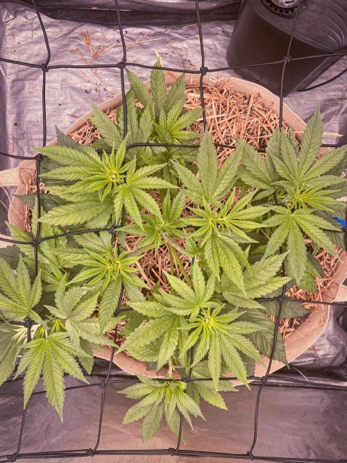 Fruity Durban | Living Soil Test. Week 4