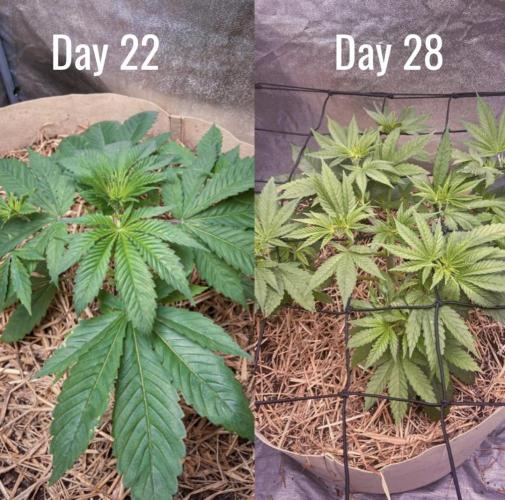 Fruity Durban | Living Soil Test. Week 4