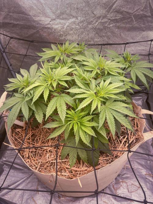 Fruity Durban | Living Soil Test. Week 5