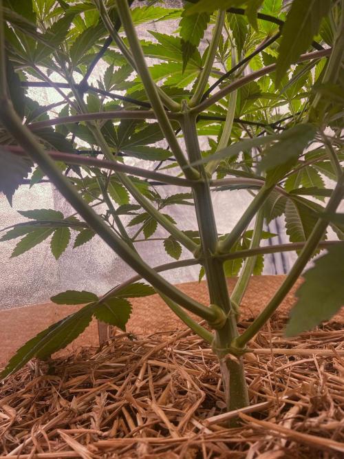 Fruity Durban | Living Soil Test. Week 5