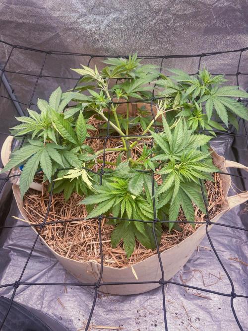 Fruity Durban | Living Soil Test. Week 5