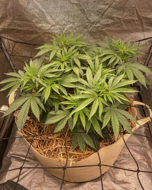 Fruity Durban | Living Soil Test. Week 5