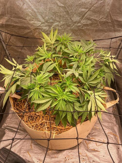Fruity Durban | Living Soil Test. Week 5