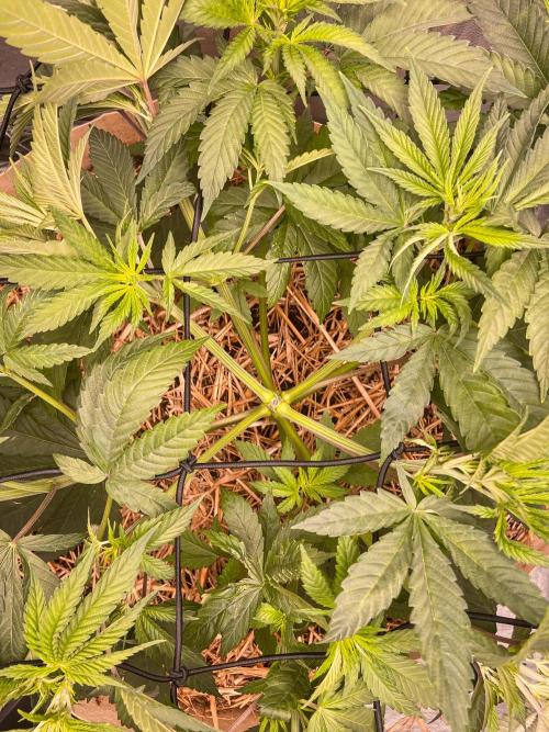 Fruity Durban | Living Soil Test. Week 5