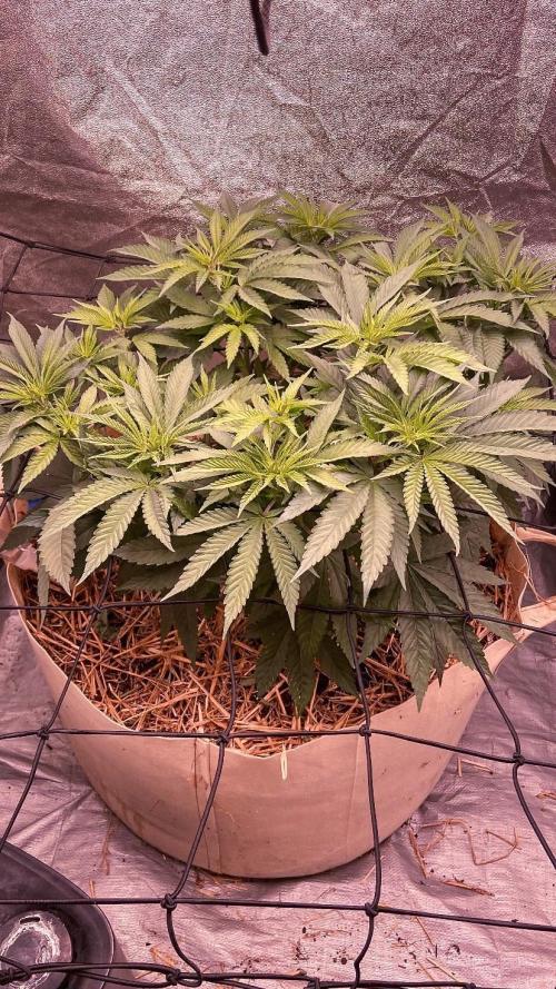 Fruity Durban | Living Soil Test. Week 5