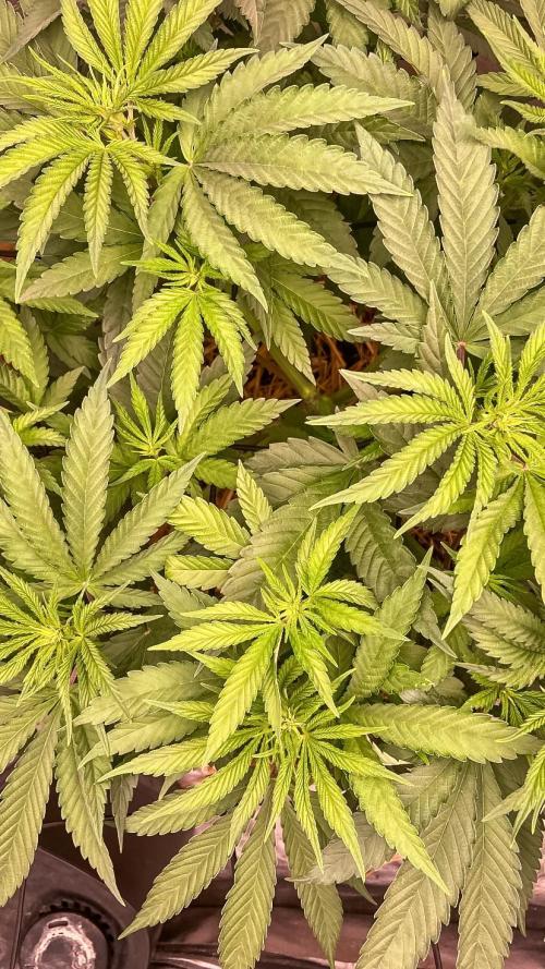 Fruity Durban | Living Soil Test. Week 5