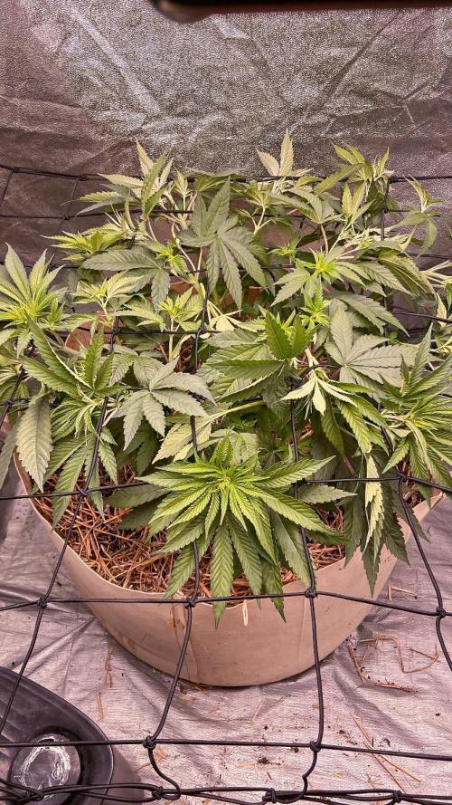 Fruity Durban | Living Soil Test. Week 5