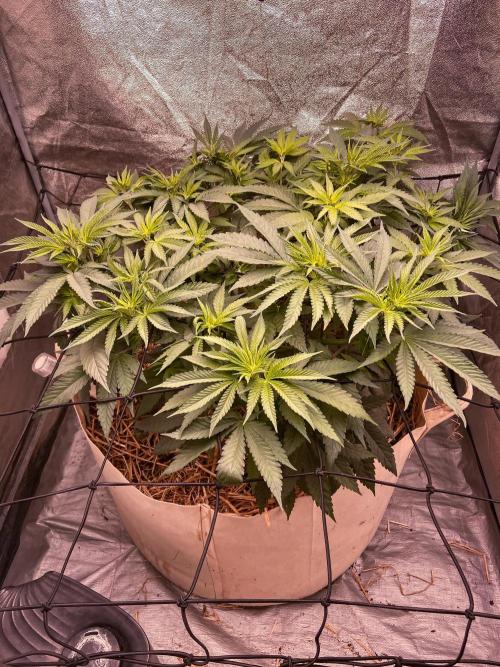 Fruity Durban | Living Soil Test. Week 6