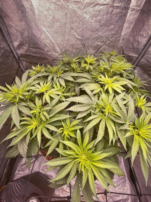 Fruity Durban | Living Soil Test. Week 6