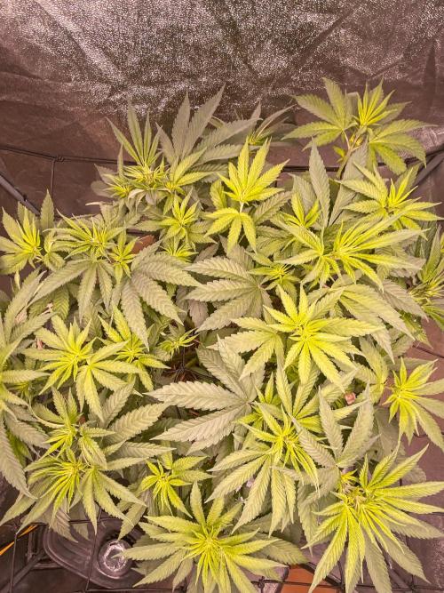 Fruity Durban | Living Soil Test. Week 6