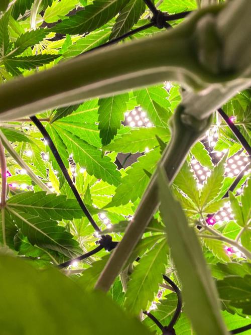 Fruity Durban | Living Soil Test. Week 6