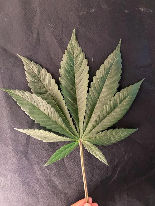 Fruity Durban | Living Soil Test. Week 6