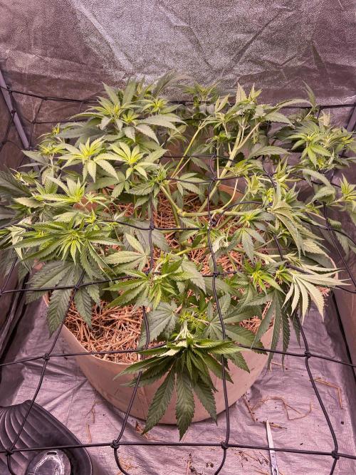 Fruity Durban | Living Soil Test. Week 6