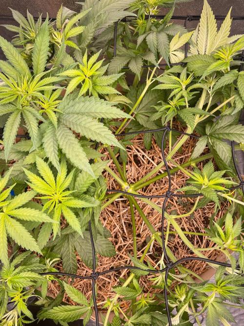 Fruity Durban | Living Soil Test. Week 6