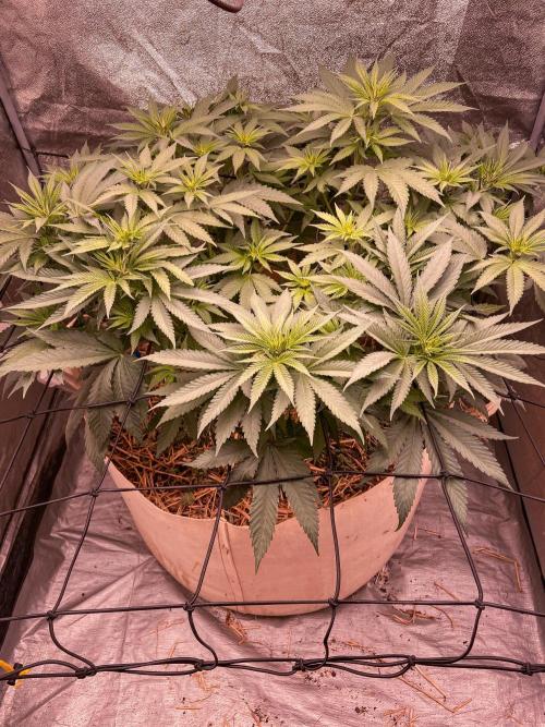 Fruity Durban | Living Soil Test. Week 6
