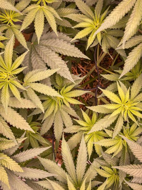 Fruity Durban | Living Soil Test. Week 6