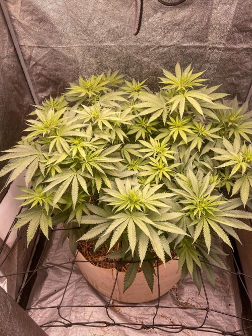 Fruity Durban | Living Soil Test. Week 6