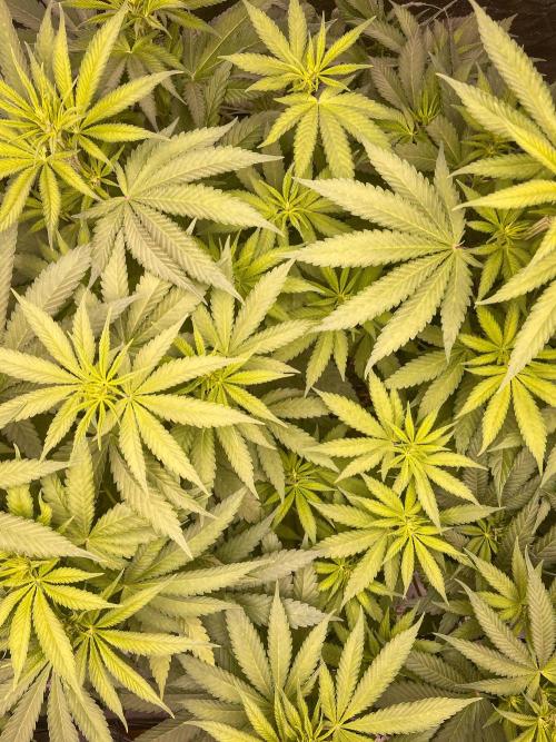 Fruity Durban | Living Soil Test. Week 6