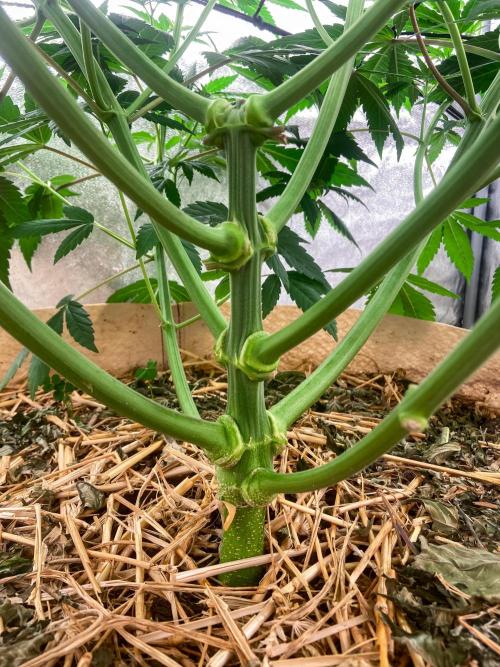 Fruity Durban | Living Soil Test. Week 6