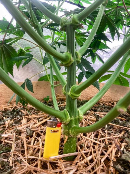 Fruity Durban | Living Soil Test. Week 6