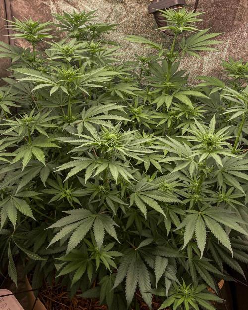 Fruity Durban | Living Soil Test. Week 7