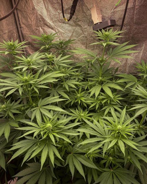 Fruity Durban | Living Soil Test. Week 7