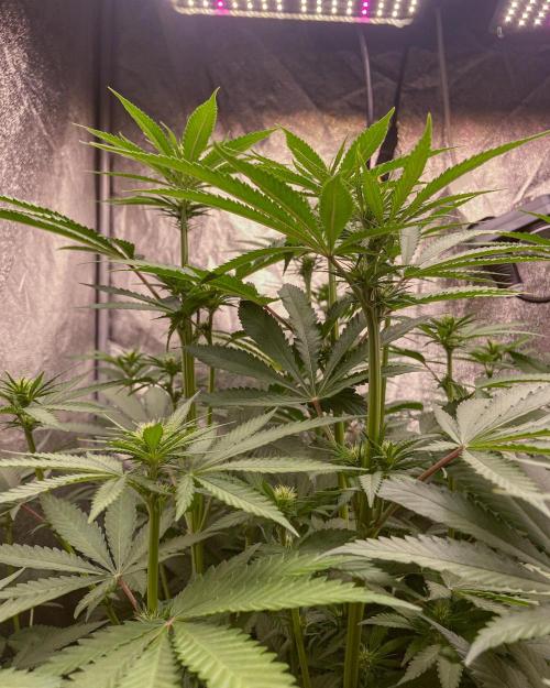 Fruity Durban | Living Soil Test. Week 7