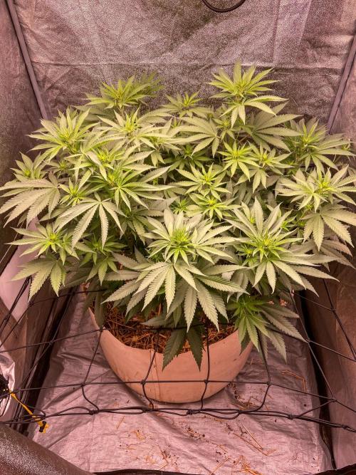 Fruity Durban | Living Soil Test. Week 7