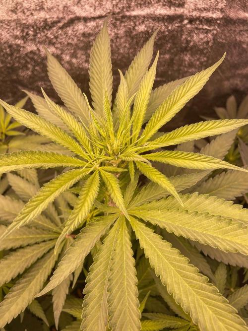 Fruity Durban | Living Soil Test. Week 7