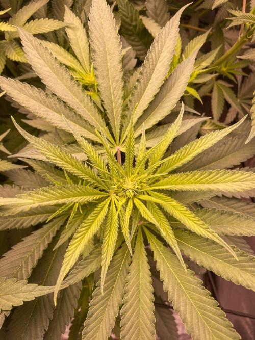 Fruity Durban | Living Soil Test. Week 7