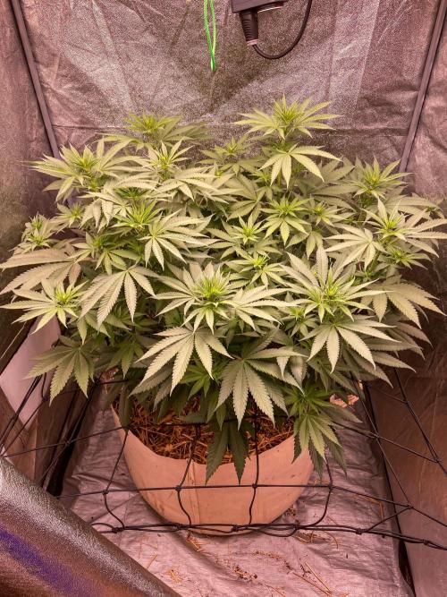 Fruity Durban | Living Soil Test. Week 7
