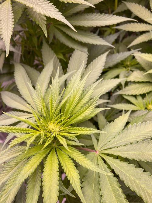 Fruity Durban | Living Soil Test. Week 7