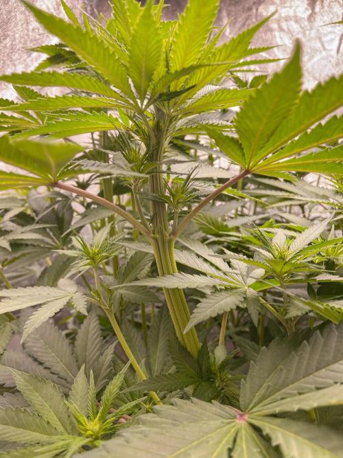 Fruity Durban | Living Soil Test. Week 7