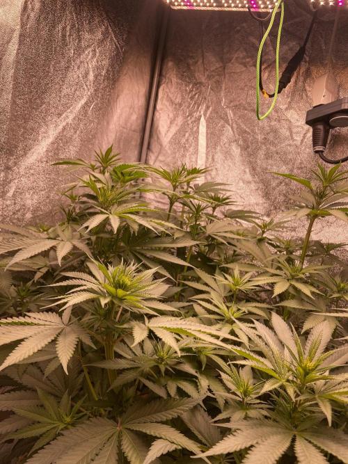 Fruity Durban | Living Soil Test. Week 7