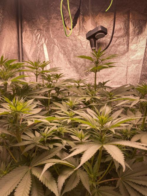 Fruity Durban | Living Soil Test. Week 7