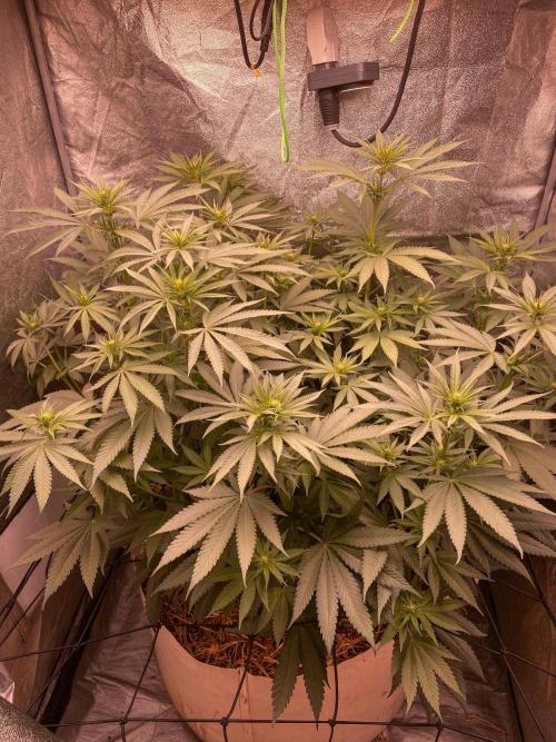 Fruity Durban | Living Soil Test. Week 7
