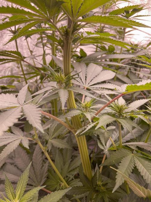 Fruity Durban | Living Soil Test. Week 7