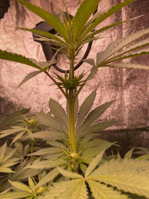 Fruity Durban | Living Soil Test. Week 7