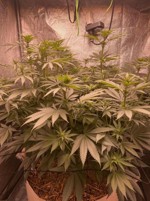 Fruity Durban | Living Soil Test. Week 7