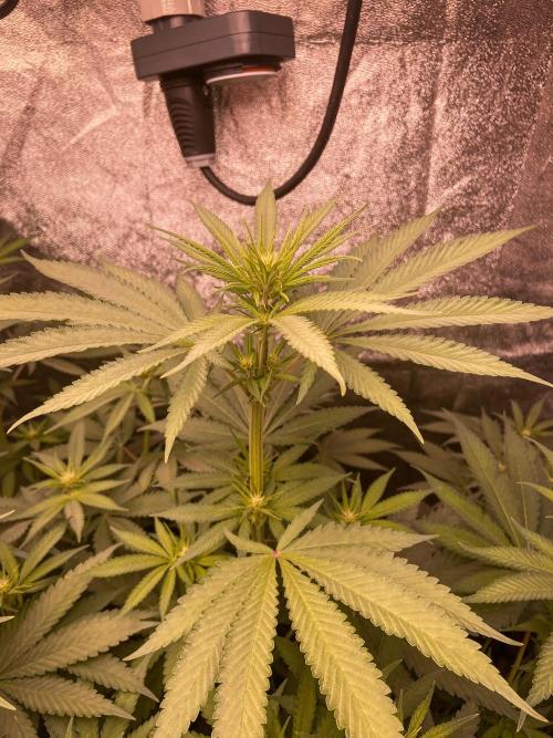 Fruity Durban | Living Soil Test. Week 7