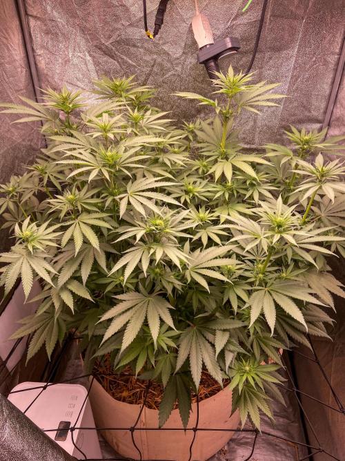 Fruity Durban | Living Soil Test. Week 7