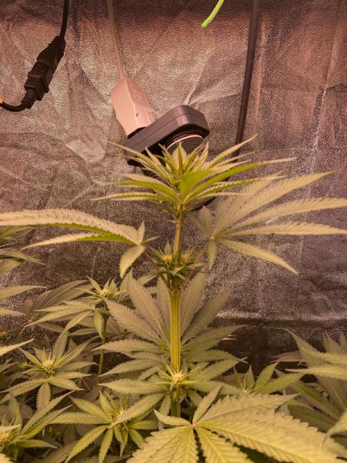 Fruity Durban | Living Soil Test. Week 7