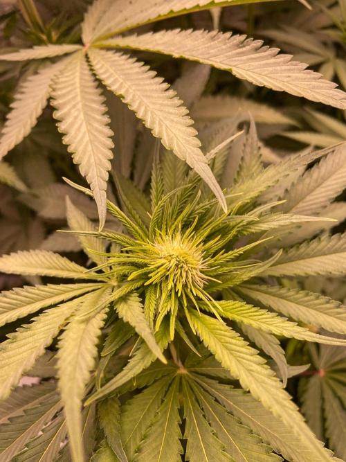 Fruity Durban | Living Soil Test. Week 7