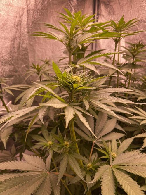 Fruity Durban | Living Soil Test. Week 7