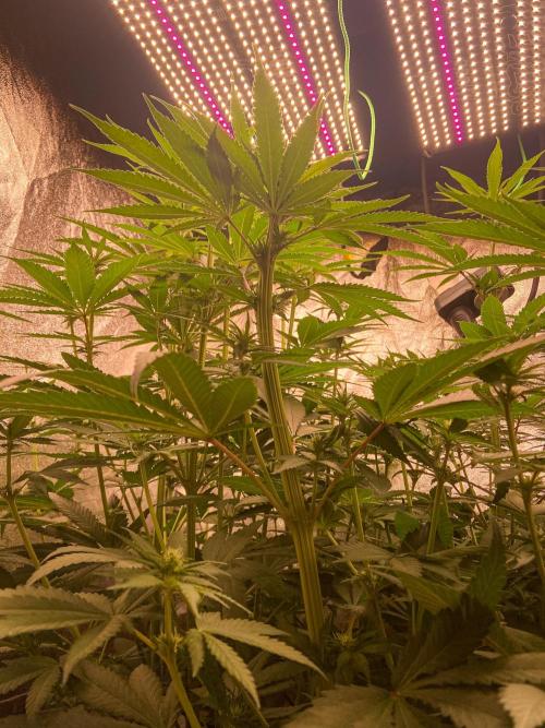 Fruity Durban | Living Soil Test. Week 7
