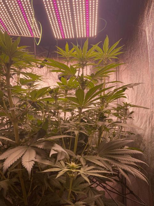 Fruity Durban | Living Soil Test. Week 7