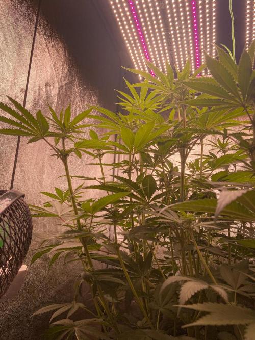 Fruity Durban | Living Soil Test. Week 7